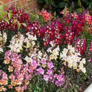 Antirrhinum Antiquity Mixed