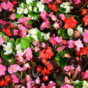 Begonia Sahara