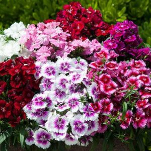 Dianthus Gem