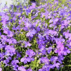 Lobelia Royal Blue