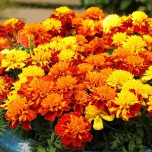 Marigold Tip Top