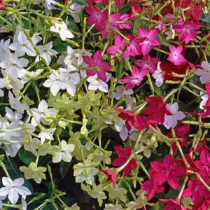 Nicotiana Cuba Mix