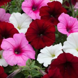 Petunia EasyWave Sweetheart Mix