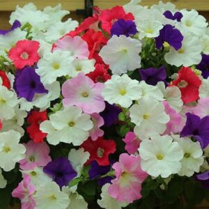 Petunia Grand Prix